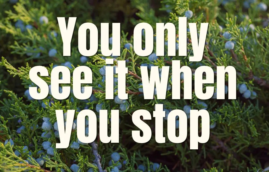 You Only See It When You Stop