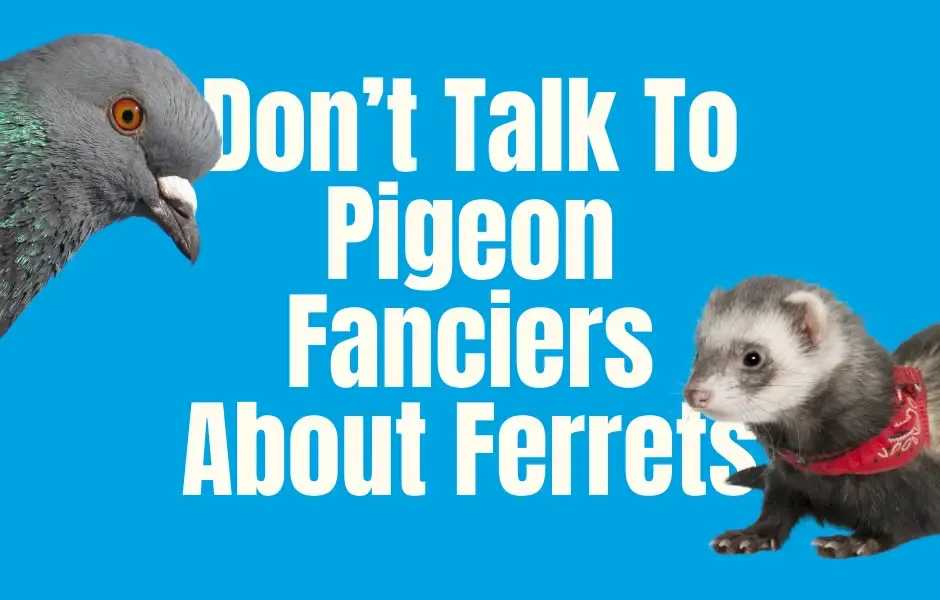 Don’t Talk to Pigeon Fanciers About Ferrets